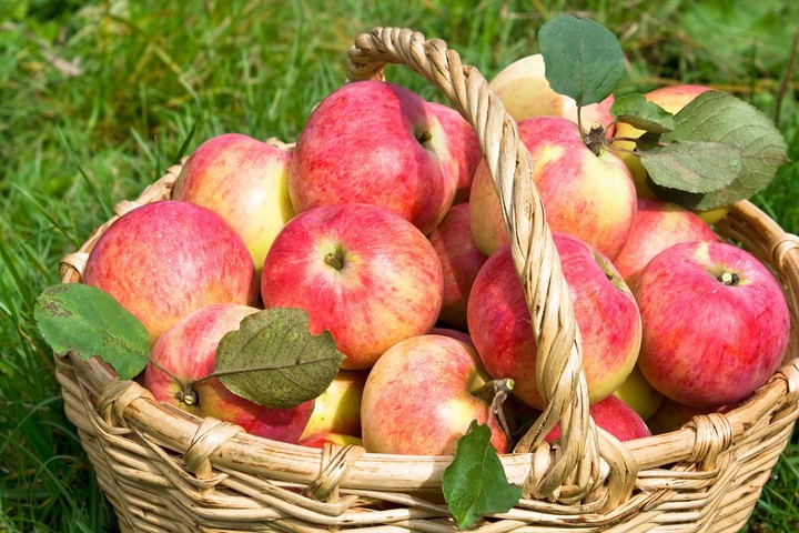 Nová záhrada - zber úrody